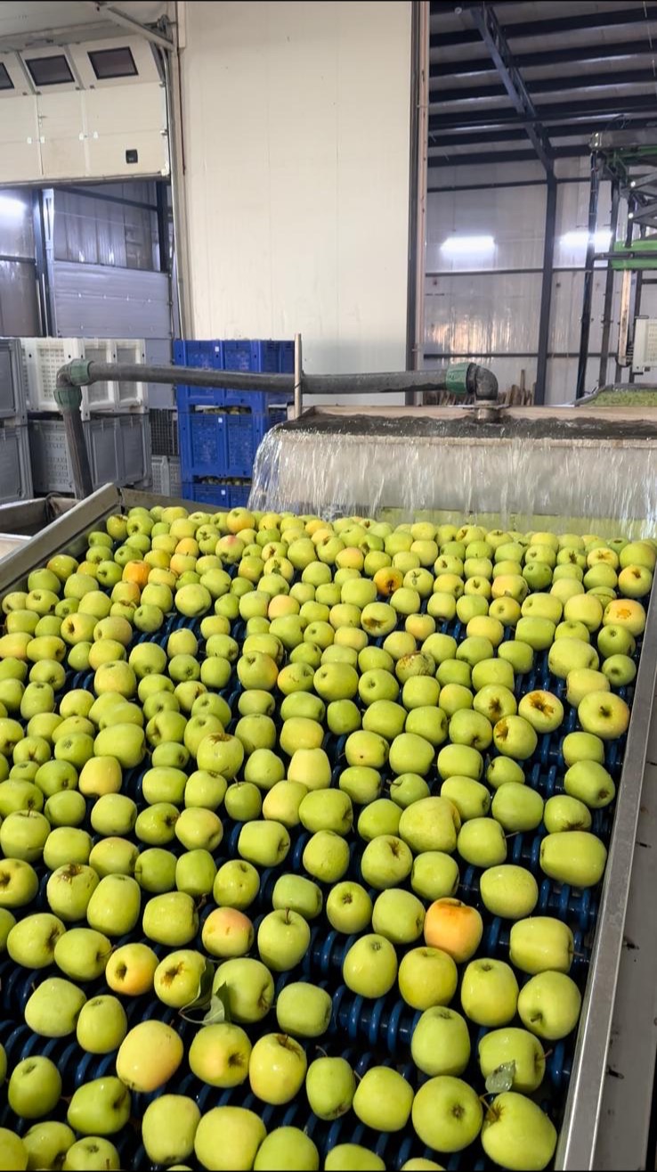 Kavak Makine Elma Seçme Hattı Kavak Makine elma seçme ve yıkama hattı